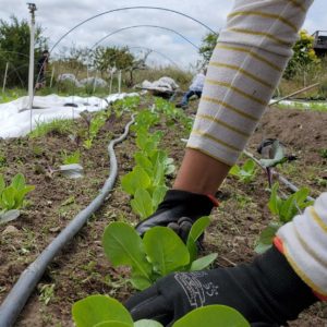 Volunteer farm worker weeds bed of baby choi plants