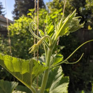 Baby squash grows on climbing vine